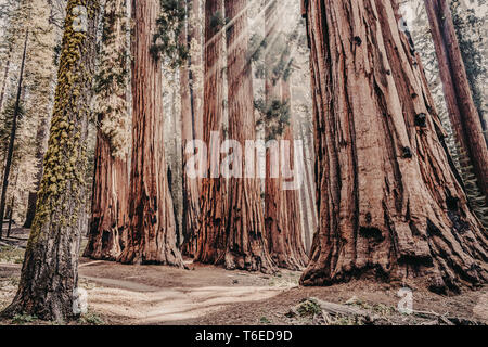 Raggi di sole attraverso una foresta di Sequoia gigante tronchi di alberi di Sequoia National Park, California, Stati Uniti d'America Foto Stock