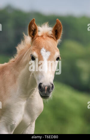 Piccolo grazioso cavallo Haflinger puledro, biondo castagno, alertly permanente in un prato, testa frontale con un bianco blaze marcatura, ritratto Foto Stock