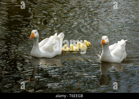 Famiglia di anatre sull'acqua due anatre bianche con pulcini Foto Stock