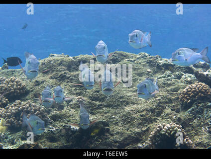 Scuola di Humpnose big-eye orate (Monotaxis grandoculis) nuoto sulla barriera corallina di Bali, Indonesia Foto Stock