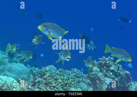 Yellowbanded o diagonale sweetlips nastrati ( Plectorhinchus lineatus ) e oriental sl. ( Plectorhinchus vittatus ) nuoto sulla barriera corallina di Bali Foto Stock