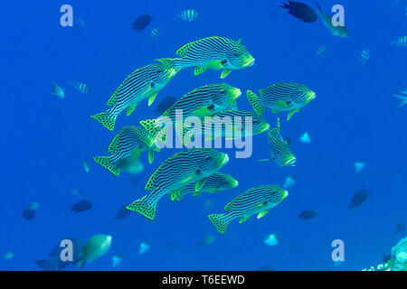 Yellowbanded o diagonale sweetlips nastrati ( Plectorhinchus lineatus ) e oriental sl. ( Plectorhinchus vittatus ) nuoto sulla barriera corallina di Bali Foto Stock