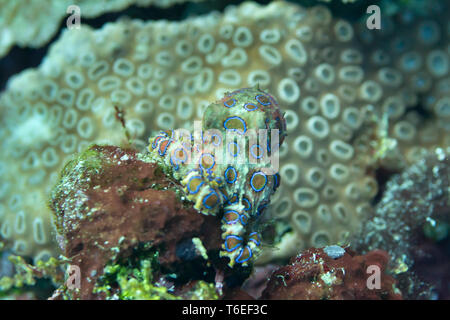 Blu-inanellati polpo (Hapalochlaena sp.) sui coralli di Bali, Indonesia Foto Stock