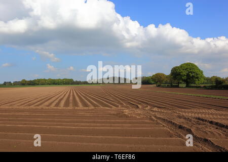 I modelli e le texture di aratro fresco terreno in un campo di recente piantato le patate in primavera Foto Stock