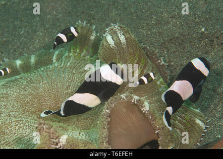 Bella in bianco e nero ocellaris clownfish tra i tentacoli di anemone di Bali, Indonesia Foto Stock