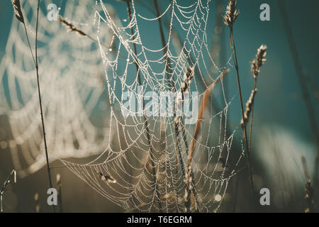Extreme closeup di spider web con gocce di rugiada appese in erba su sfondo sfocato Foto Stock
