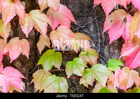 Rosa cadono le foglie che copre la parete di calcestruzzo Foto Stock