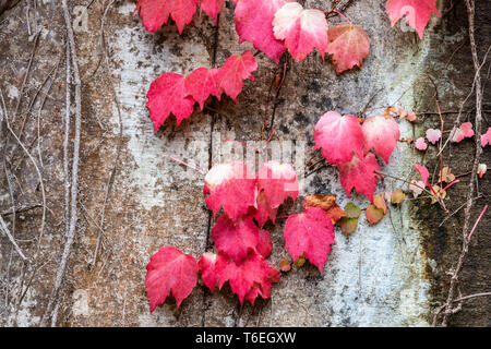 Vivid Magenta cadono le foglie che coprono una schifezza parete in calcestruzzo Foto Stock