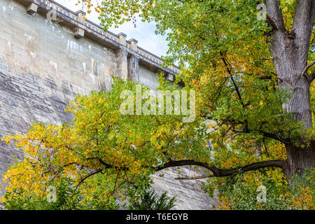 Bella struttura alti in autunno contro il muro della diga. Serbatoio Maroondah Park, Victoria, Australia Foto Stock