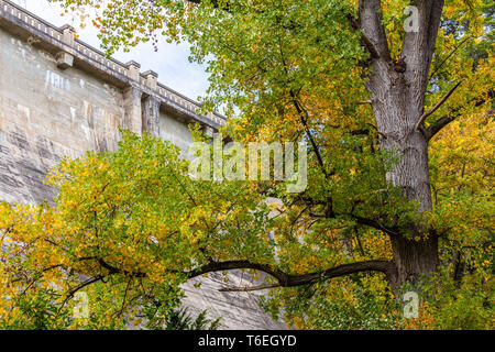 Bella struttura alti con il giallo e il verde le foglie in autunno. Serbatoio Maroondah Park, Victoria, Australia Foto Stock