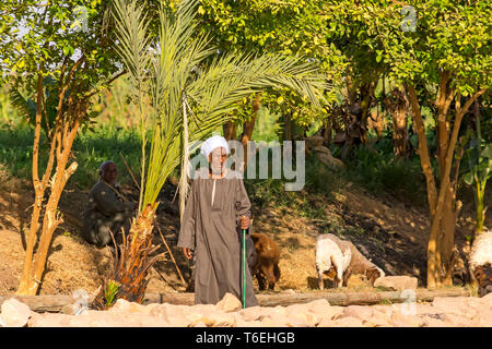 Imprenditore egiziano con il personale e le pecore si erge nei pressi di boschetto di alberi, Foto Stock