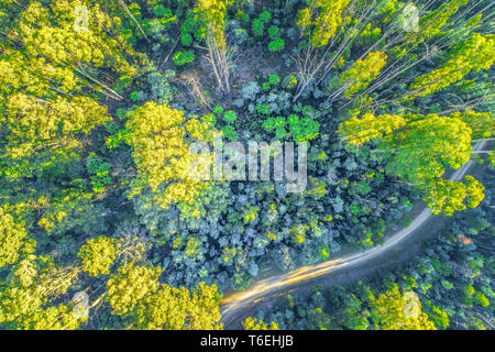 Guardando in giù in strada di ghiaia e di alti alberi di eucalipto incandescente al sole del mattino - vista aerea Foto Stock