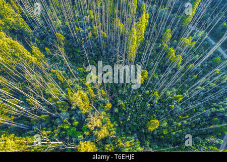 Bellissima foresta di eucalipti vicino a Marysville, Australia Foto Stock