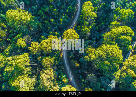 Strada di ghiaia avvolgimento attraverso la foresta di eucalipti di sunrise - vista aerea Foto Stock