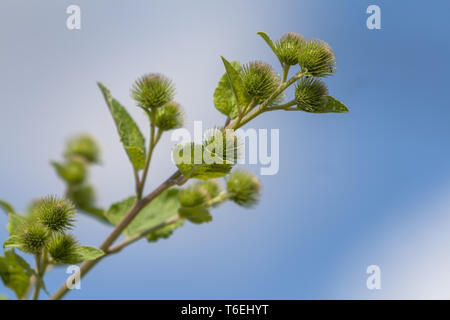 Grande (bardana Arctium lappa) Foto Stock