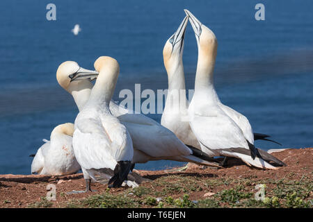 Paio di Northern sule nella colonia di allevamento a Isola Helgoland Foto Stock