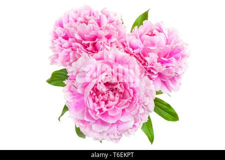 Peonia, Paeonia officinalis Foto Stock