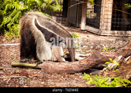 Giant anteater Myrmecophaga tridactyla foraggi sotto i registri Foto Stock
