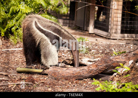 Giant anteater Myrmecophaga tridactyla foraggi sotto i registri Foto Stock