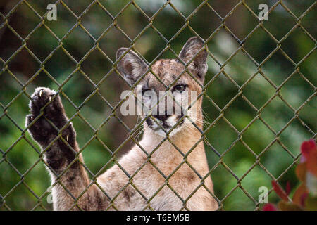 Florida panther Puma concolor coryi Foto Stock