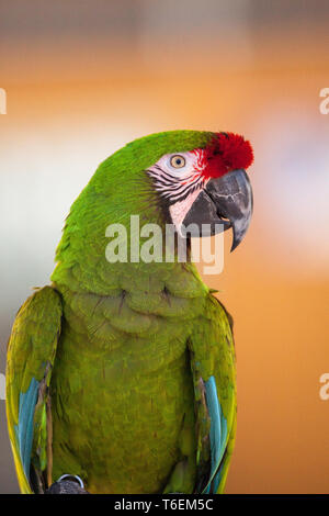 Militari macaw bird Ara militaris Foto Stock