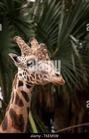 Curioso e cordiale reticolato Giraffa giraffa camelopardalis reticulata Foto Stock