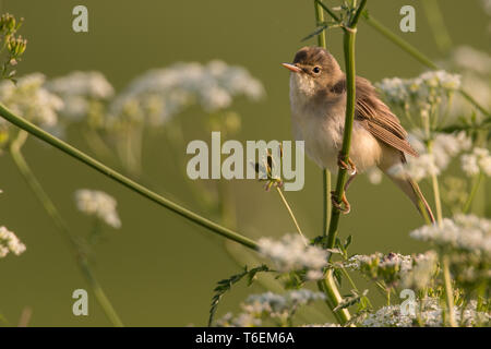 Eurasian reed trillo in un tedesco bog Foto Stock