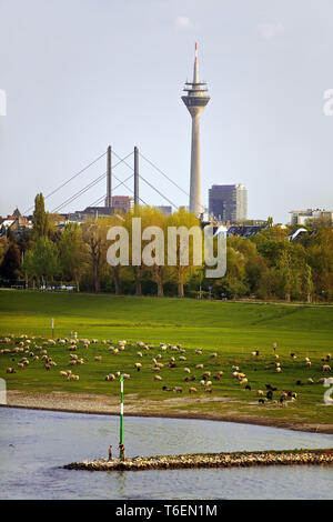 Gli animali domestici delle specie ovina (Ovis ammon f. aries), gregge di shep nel Reno prati, Duesseldorf, Germania, Europa Foto Stock