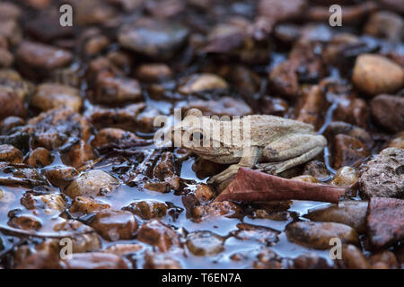 Northern cricket frog Acris crepitans Foto Stock