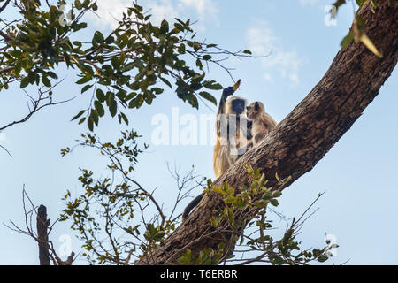 Grigio scimmia langur con baby eating banana su albero in forte Amber. Il Rajasthan. India Foto Stock