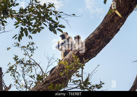 Grigio scimmia langur con baby eating banana su albero in forte Amber. Il Rajasthan. India Foto Stock