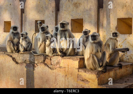 Grigio scimmie langurs in forte Amber. Il Rajasthan. India Foto Stock