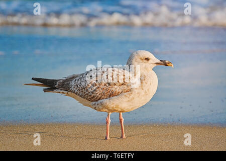 Seagull sulla riva Foto Stock