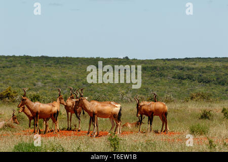 Allevamento di Red hartebeest insieme permanente Foto Stock