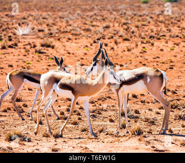 La mandria impala pascolano nella savana Foto Stock