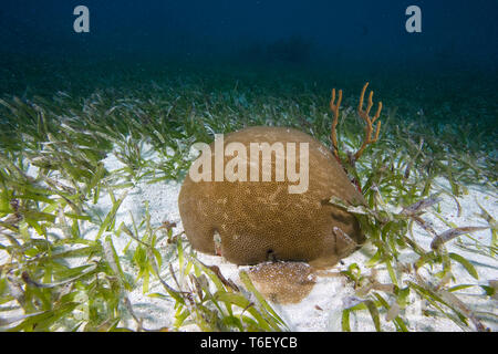 Giovani stelle Coral growning in letto poco profondo di tartaruga erba, Florida Keys National Marine Sanctuary Foto Stock