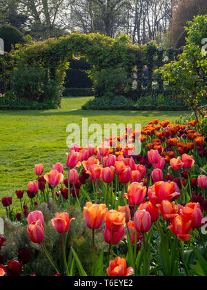 Visualizzazione verticale di Chenies Manor Gardens in aprile con sunny tulip border, graticcio prato,e topiaria da alberi decidui. Foto Stock