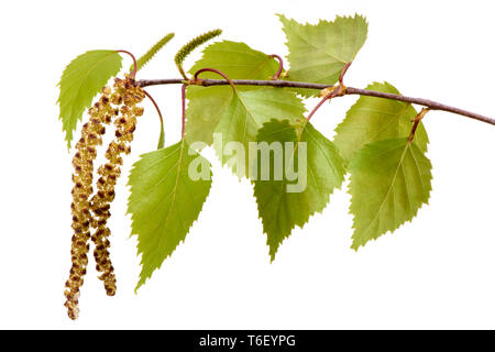 Il polline e foglie di betulla Foto Stock
