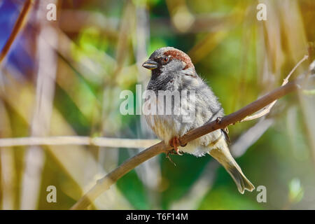 Passero sul ramo Foto Stock