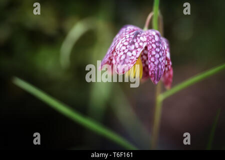 Fiore di scacchiera in fiore (Fritillaria meleagris) nel giardino Foto Stock