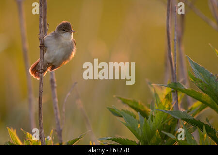 Eurasian reed trillo in un tedesco bog Foto Stock