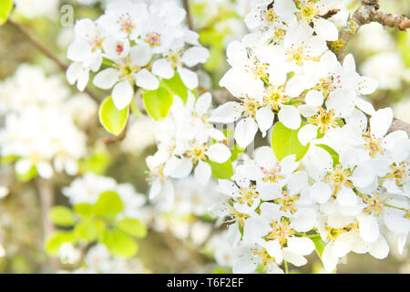 Pear Tree in fiori bianchi Foto Stock