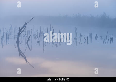 Marsh in Germania in autunno Foto Stock