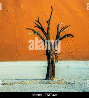 Orange dune e alberi secchi Foto Stock