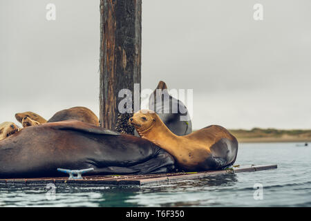 Colonia di foche a Morro Bay, California Foto Stock