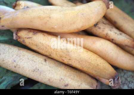 Materie organiche radice Lotus pronto a cucinare , Thai materie snack Foto Stock