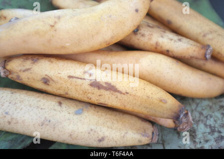 Materie organiche radice Lotus pronto a cucinare , Thai materie snack Foto Stock