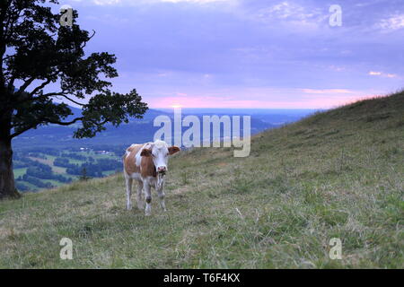 Una mucca in sera Foto Stock