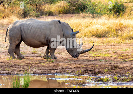 Rinoceronte bianco Pilanesberg, Sud Africa safari wildlife Foto Stock