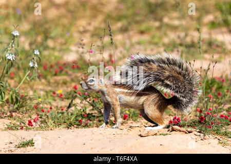 Sudafricano scoiattolo di terra in fioritura deserto Kalahari Foto Stock